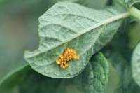 Doryphore - Oeufs sur plant de pomme de terre (Leptinotarsa decemlineata)